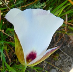 Calochortus catalinae