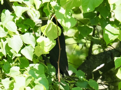 Black Woodpecker