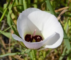 Calochortus catalinae