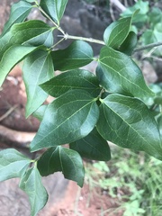 Strychnos psilosperma