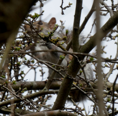 Sciurus carolinensis