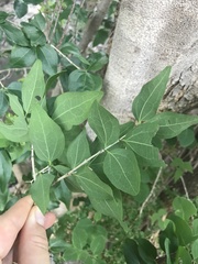 Strychnos psilosperma