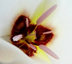 Calochortus catalinae
