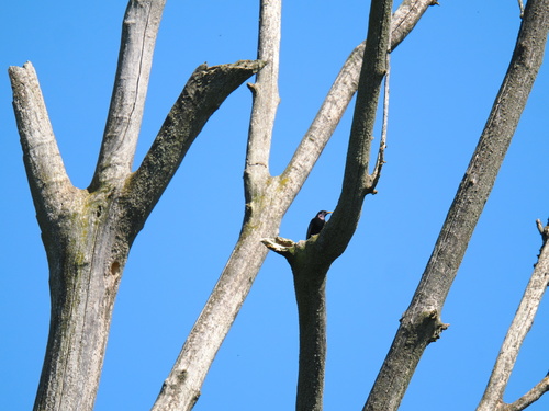 European Starling