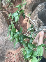 Strychnos psilosperma