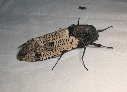 Xyleutes strix