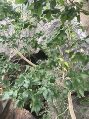 Strychnos psilosperma