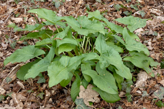 Arum maculatum