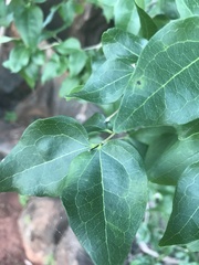 Strychnos psilosperma