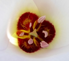 Calochortus catalinae