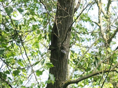 Eurasian Nuthatch