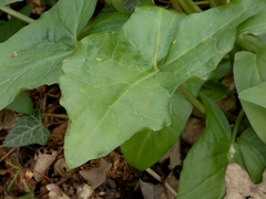 Arum maculatum