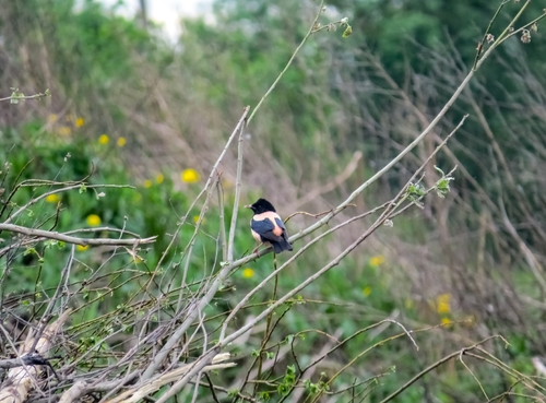Rosy Starling, City of St. Petersburg, Sankt-Peterburg gorsovet, RU, photo 8 of 10