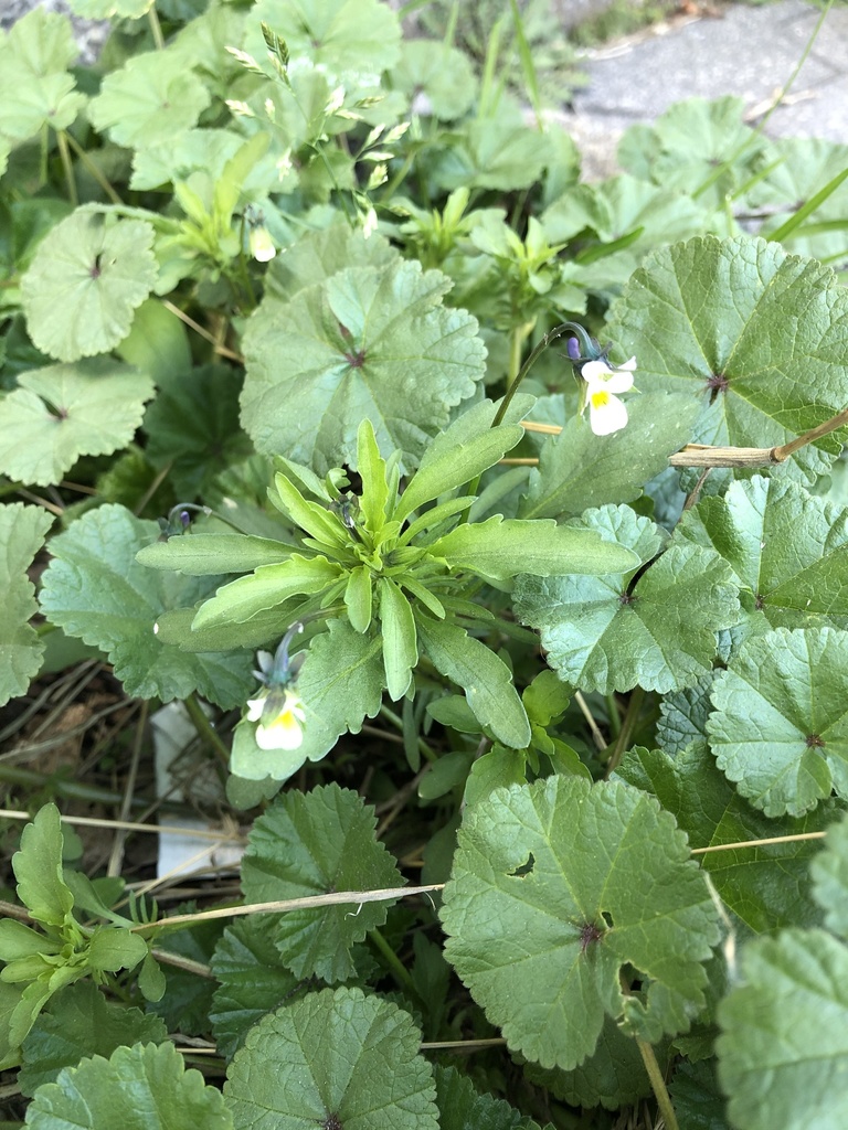 European field pansy from Manhattan, New York, NY, US on April 11, 2020 at 0343 PM by Susan J