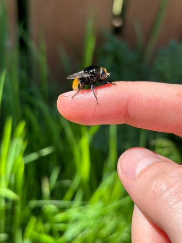 Narcissus Bulb Fly