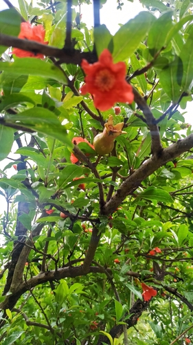 pomegranate