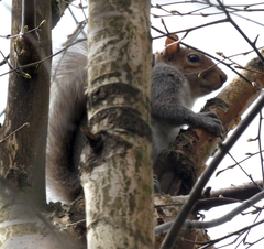 Sciurus carolinensis