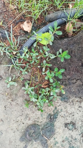 Common Purslane