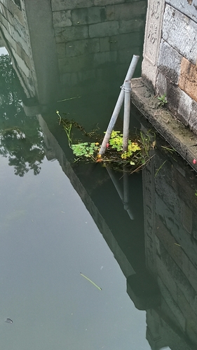 Water caltrop