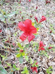 Rhododendron simsii