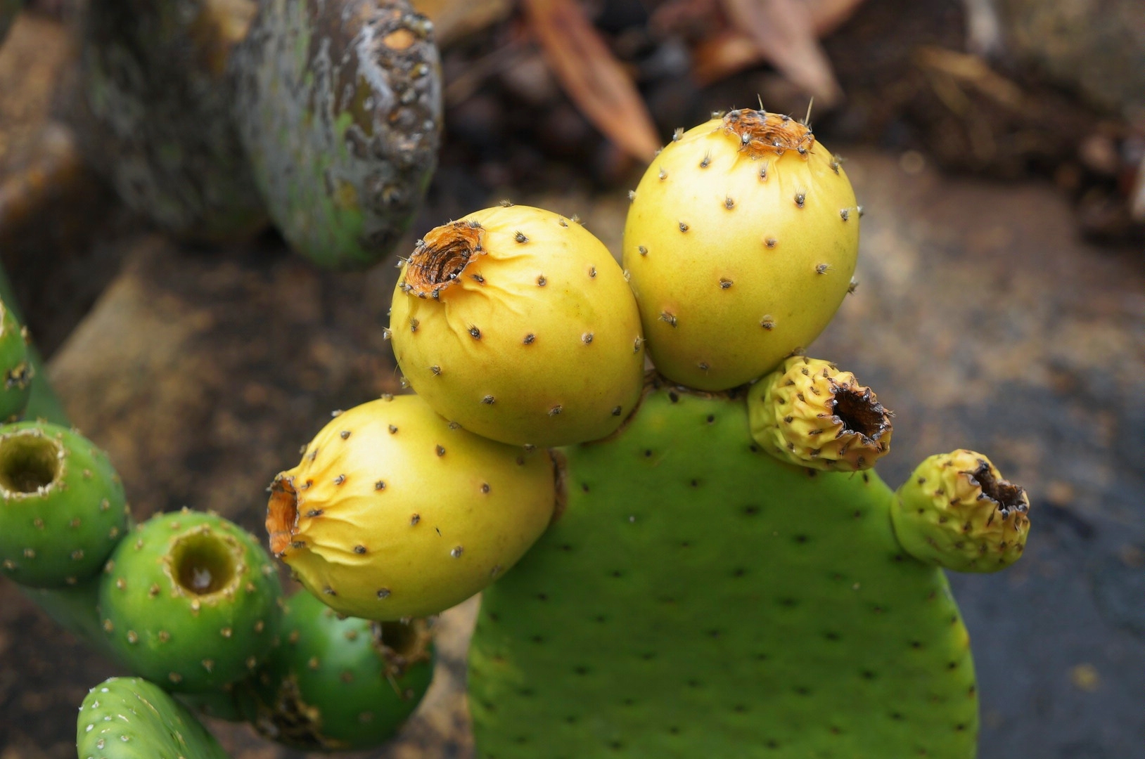 Tacinga inamoena