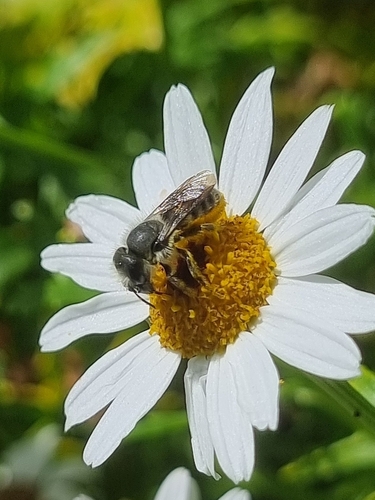 Osmia madeirensis