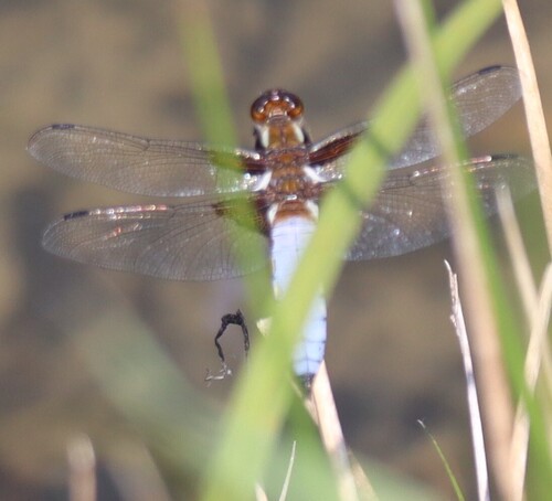 Broad-bodied Chaser