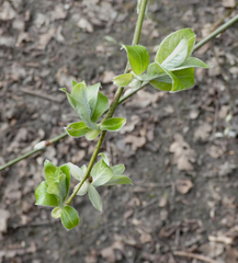 Salix caprea