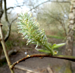 Salix caprea