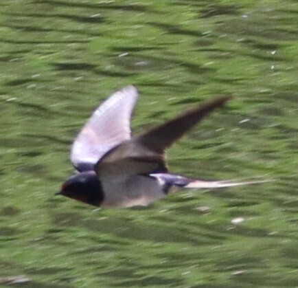 Barn Swallow