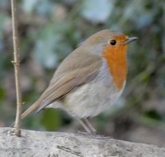 Erithacus rubecula