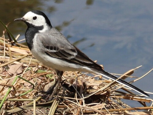 White Wagtail