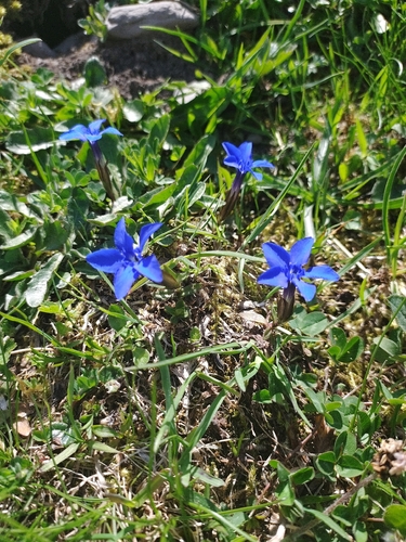 spring gentian