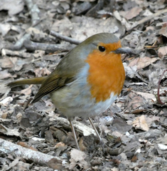 Erithacus rubecula