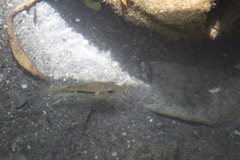 Herichthys pantostictus