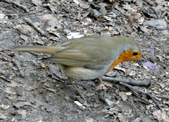 Erithacus rubecula