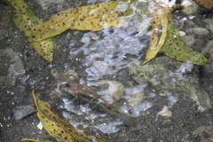 Herichthys pantostictus