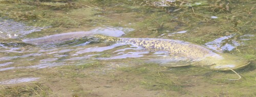 Wels Catfish