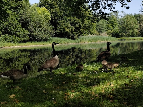 Canada Goose
