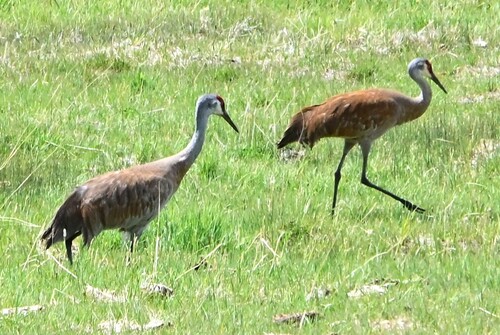 Sandhill Crane