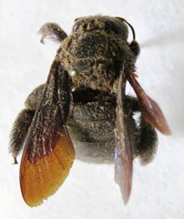 Xylocopa gualanensis