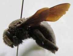 Xylocopa gualanensis
