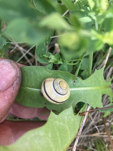 Brown-lipped Snail