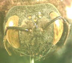 Xylocopa gualanensis