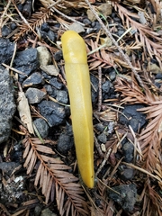 Ariolimax dolichophallus