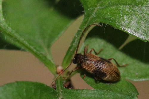 Ptinus italicus