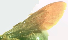 Xylocopa gualanensis