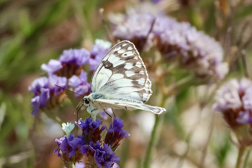 Balkan Marbled White