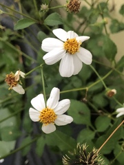 Bidens alba