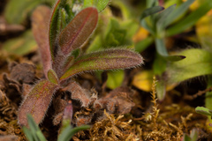 Myosotis ramosissima